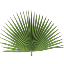 Decorative Palm Fans - 24