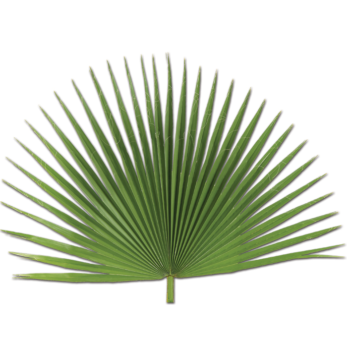 Decorative Palm Fans - 24" to 36"