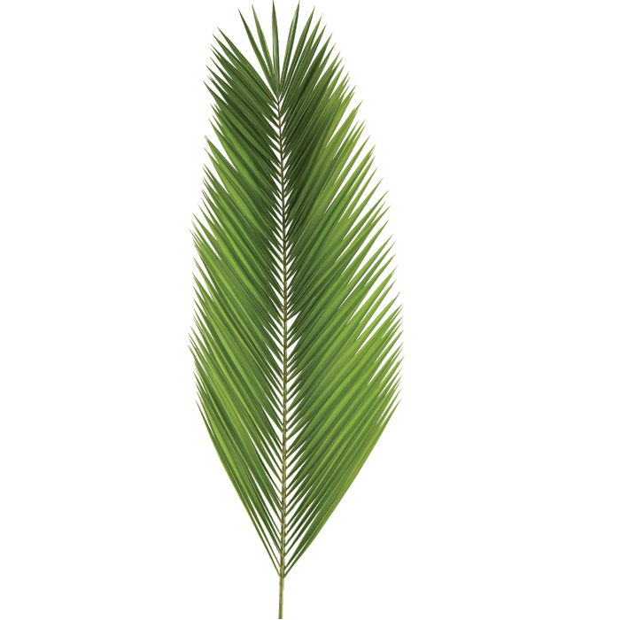 Date Palm - 24" to 36"