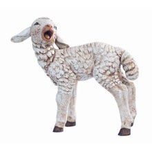 Sheep Standing