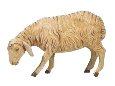 Sheep Standing