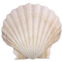 Baptismal Sea Shell