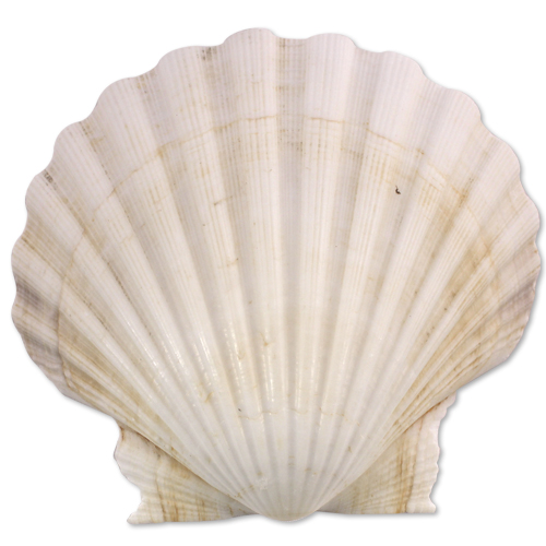 Baptismal Sea Shell